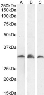 PSMF1 Antibody in Western Blot (WB)