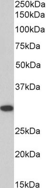 PHAPI2 Antibody in Western Blot (WB)