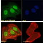 FOXA1 Antibody in Immunocytochemistry (ICC/IF)