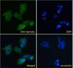 SPRY1 Antibody in Immunocytochemistry (ICC/IF)