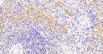 VAV3 Antibody in Immunohistochemistry (Paraffin) (IHC (P))