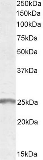 SYNGR2 Antibody in Western Blot (WB)