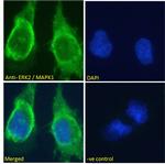 ERK2 Antibody in Immunocytochemistry (ICC/IF)