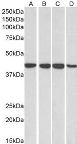 RAE1 Antibody in Western Blot (WB)