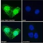 TIM3 Antibody in Immunocytochemistry (ICC/IF)