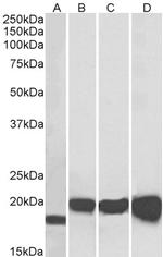 SOD1 Antibody in Western Blot (WB)