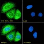 ZNF9 Antibody in Immunocytochemistry (ICC/IF)