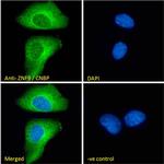 ZNF9 Antibody in Immunocytochemistry (ICC/IF)