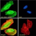 NR0B1 Antibody in Immunocytochemistry (ICC/IF)