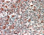 NCF4 Antibody in Immunohistochemistry (Paraffin) (IHC (P))