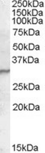 PGRP-S Antibody in Western Blot (WB)