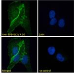 EPB41L2 Antibody in Immunocytochemistry (ICC/IF)