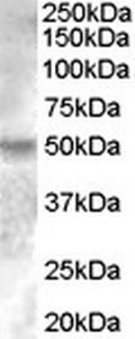 ESRRG Antibody in Western Blot (WB)