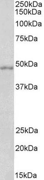 OX1R/OX2R Antibody in Western Blot (WB)