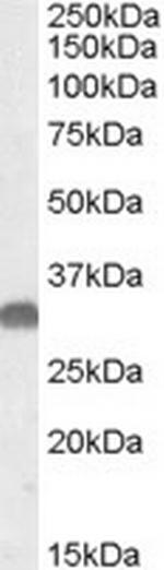 OTUB1 Antibody in Western Blot (WB)