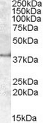 Apolipoprotein L6 Antibody in Western Blot (WB)