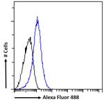 HOXD10 Antibody in Flow Cytometry (Flow)