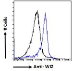 WIZ Antibody in Flow Cytometry (Flow)