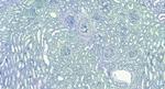 EWSR1 Antibody in Immunohistochemistry (Paraffin) (IHC (P))