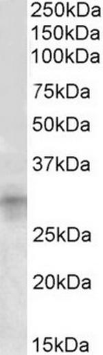 IGFBP7 Antibody in Western Blot (WB)