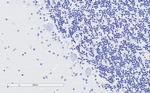 TPPP Antibody in Immunohistochemistry (Paraffin) (IHC (P))