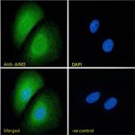 AIM2 Antibody in Immunocytochemistry (ICC/IF)