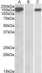 NALP2 Antibody in Western Blot (WB)