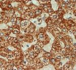 COX4 Antibody in Immunohistochemistry (Paraffin) (IHC (P))