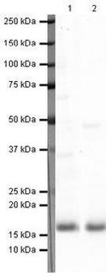 COX4 Antibody in Western Blot (WB)