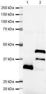 LEFTY Antibody in Western Blot (WB)