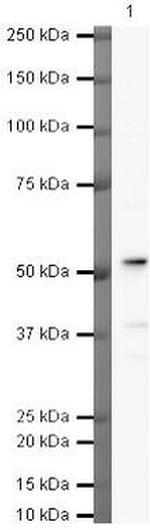 BHLHE40 Antibody in Western Blot (WB)