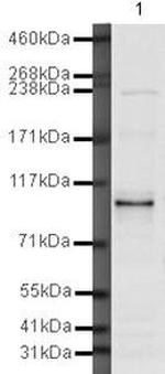 AS160 Antibody in Western Blot (WB)