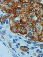 Prohibitin Antibody in Immunohistochemistry (Paraffin) (IHC (P))