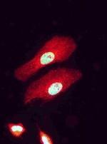 BAAT1 Antibody in Immunocytochemistry (ICC/IF)