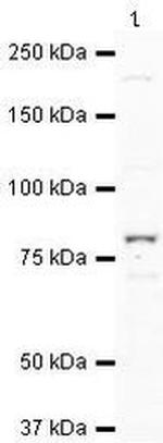 BAAT1 Antibody in Western Blot (WB)