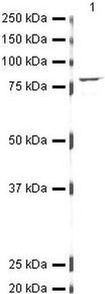 eIF4B Antibody in Western Blot (WB)