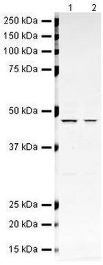 BMP-4 Antibody in Western Blot (WB)