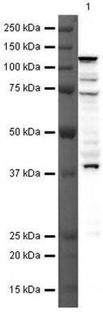 SOHLH1 Antibody in Western Blot (WB)