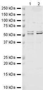 PDCD4 Antibody in Western Blot (WB)