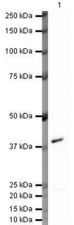 Annexin A1 Antibody in Western Blot (WB)