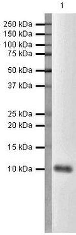 CXCL10 Antibody in Western Blot (WB)