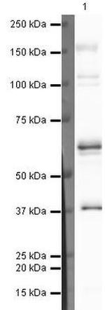 COBRA1 Antibody in Western Blot (WB)