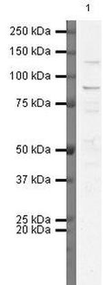 FGFR3 Antibody in Western Blot (WB)