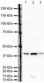 WDR77 Antibody in Western Blot (WB)