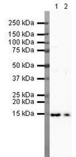 FABP4 Antibody in Western Blot (WB)