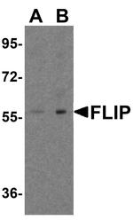 FLIP Antibody in Western Blot (WB)