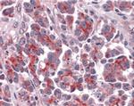 DIABLO Antibody in Immunohistochemistry (Paraffin) (IHC (P))