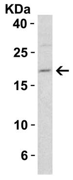 DIABLO Antibody in Western Blot (WB)