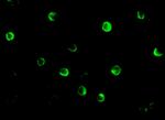 NOD2 Antibody in Immunocytochemistry (ICC/IF)