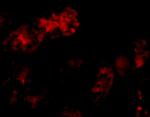 Bmf Antibody in Immunocytochemistry (ICC/IF)